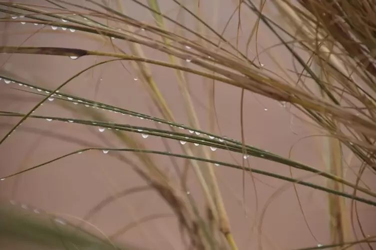 Das nebelaufnehmende Gras bildet eine wichtige ökologische Nische – die sogenannten „Nebelpflanzen-Oasen“.