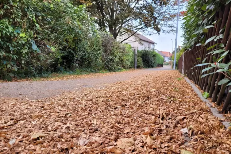 Rot, orange, golden? was am Baum noch schön aussieht, wird auf dem Boden schnell zur unansehnlich-braunen und auch rutschigen Ma