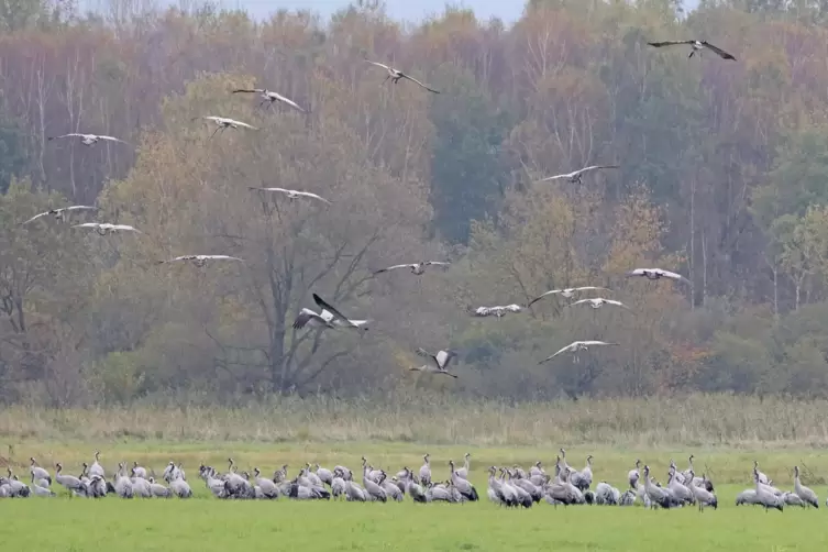 Etwa 200 Kraniche trafen sich auf dem Weg nach Süden am Kranichwoog bei Hütschenhausen.