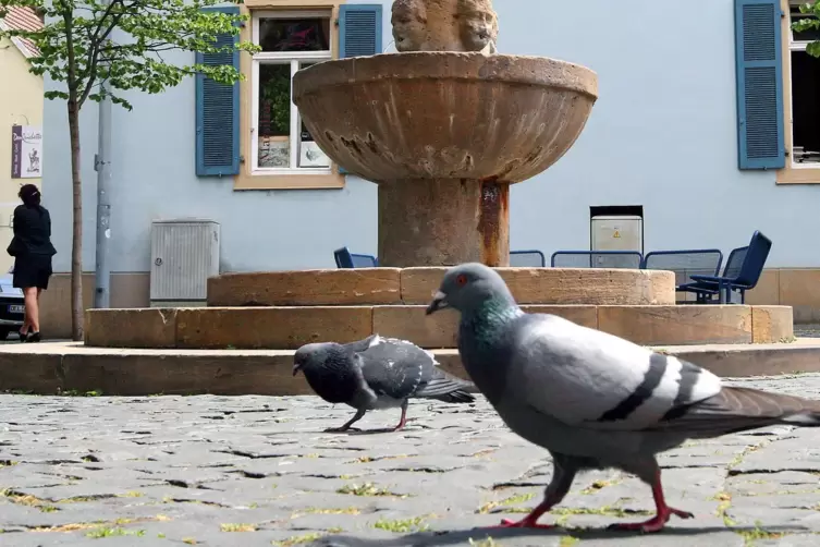 Gurr, gurr: Stadttauben suchen auf dem Geschirrplätzel nach Futter.