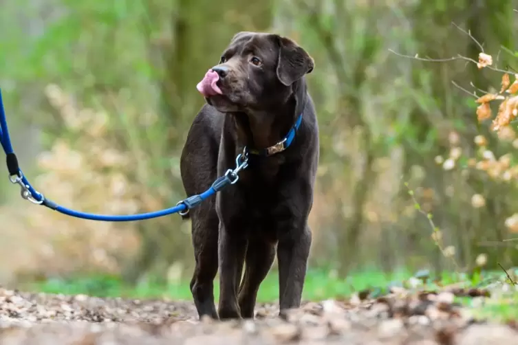 Die Giftköder hätten für Hunde tödlich sein können. 