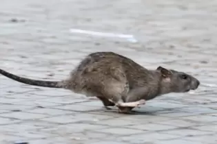 In der Homburger Innenstadt und mindestens zwei Stadtteilen haben Bürger vermehrt Ratten gesichtet.