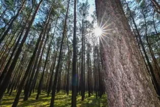 Die Waldflächen in Neustadt bestehen zu mehr als der Hälfte aus Kiefern. Das Weichholz gilt als äußerst bruchfest und witterungs