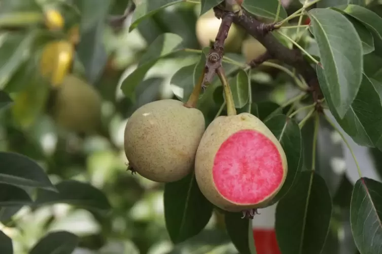 Die ’Rote Rose’ sieht nicht nur gut aus.