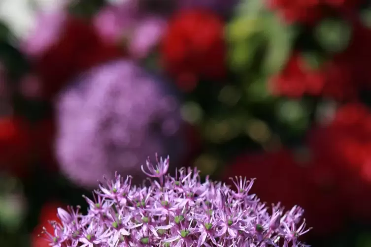 Zierlauch (Allium) ist ein Hingucker im Staudenbeet.