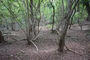 In diesem Wald bei Neupotz soll der Teufel seinen Schatz vergraben haben. Wir haben ihn gesucht.