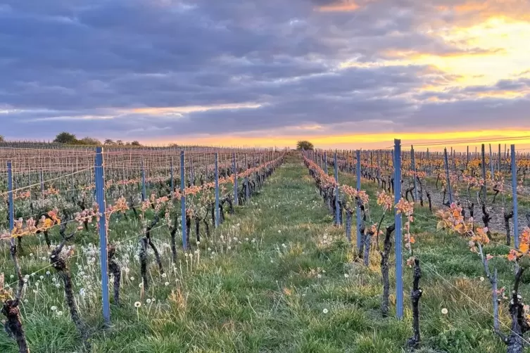 Das Foto für den Monat April von Helmut Ziegler: ein besonderer Sonnenuntergang bei Bockenheim.