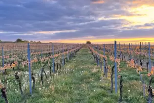 Das Foto für den Monat April von Helmut Ziegler: ein besonderer Sonnenuntergang bei Bockenheim.