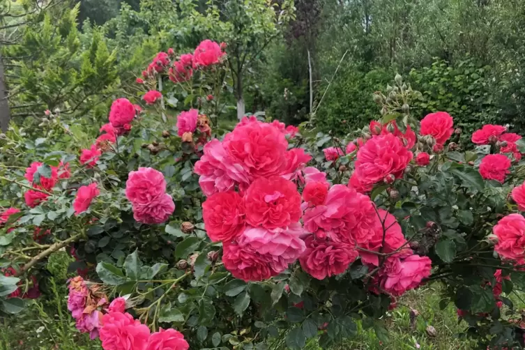 Beim Schnitt einer Rose kommt es immer auch darauf an, um welche Rose es sich handelt. 