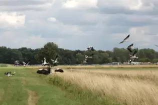 Störche gibt es nicht nur in Ottersheim. In Winden gibt es einen Storchenwanderweg mit 15 Stationen.