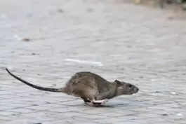 Auch Ratten sind in der Altstadt unterwegs. 