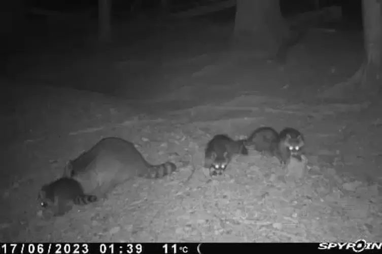 Waschbärenfamilie, aufgenommen mit der Wildkamera des Kreisjagdmeisters. 