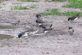 Diese Mehlschwalben finden in Wachenheim noch schlammige Pfützen.