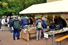 Hunderte Besucher kamen am Wochenende ins Pfalzmuseum, viele mit Fragen an die Experten. 