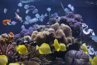 Schön bunt: Im Sealife können sich Kinder auf eine Reise begeben, bei der sie viel über die Unterwasserwelt lernen.