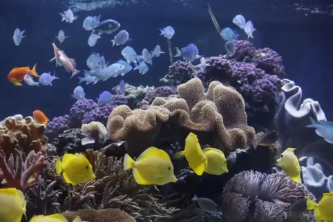 Schön bunt: Im Sealife können sich Kinder auf eine Reise begeben, bei der sie viel über die Unterwasserwelt lernen.