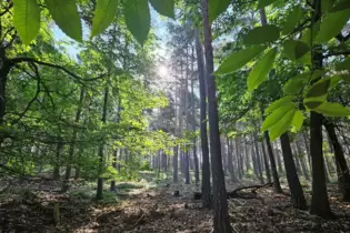 Darstein liegt mitten im Wald. Eine Kirche sucht man in dem Ort vergeblich.