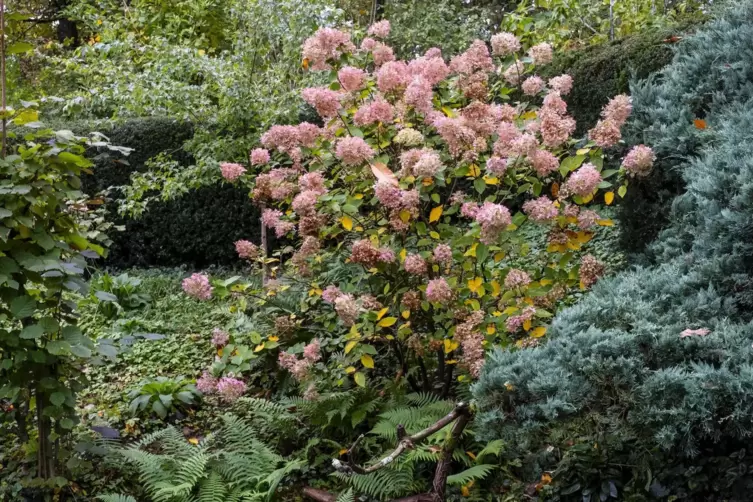 Die Rispenhortensie ist im Herbst noch immer ein Blickfang. Ein großer Rückschnitt ist nicht erforderlich. 