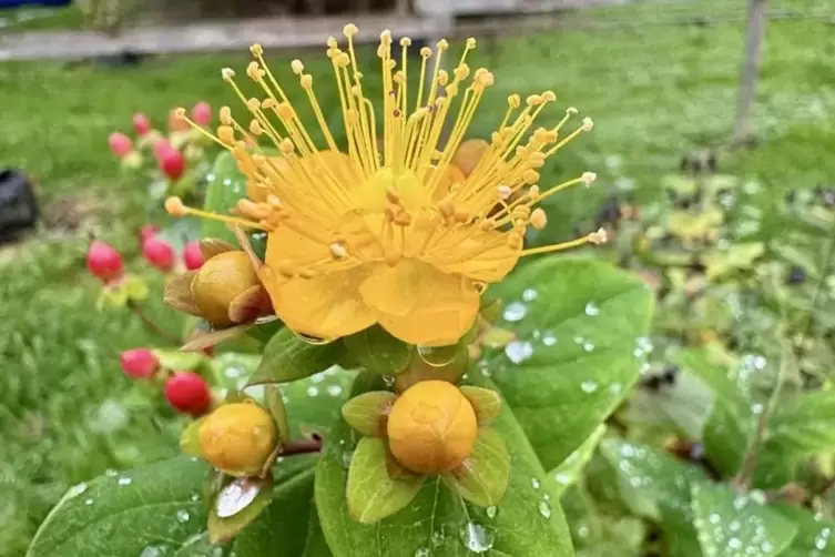 Echtes Johanniskraut ist eine sommergrüne Pflanze, die im Frühjahr wieder austreibt. 