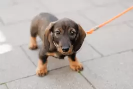 In Bad Dürkheim sind derzeit rund 1400 Hunde gemeldet. 