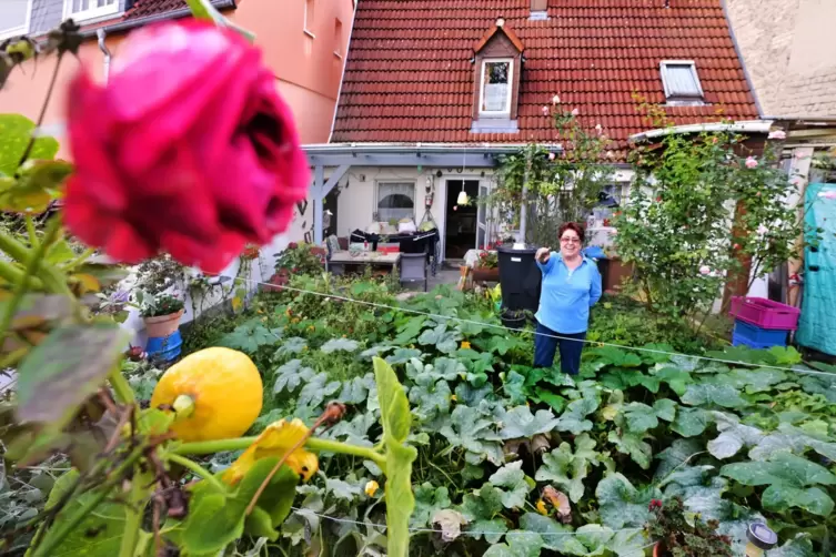 Die Kürbisse wachsen sogar die Rosenstöcke hoch.