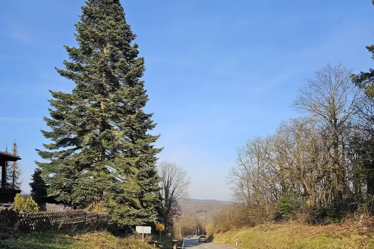 Nicht zu übersehen: Am Dannenfelser Ortseingang aus Richtung Kirchheimbolanden steht die Fichte, die in der Adventszeit beleucht