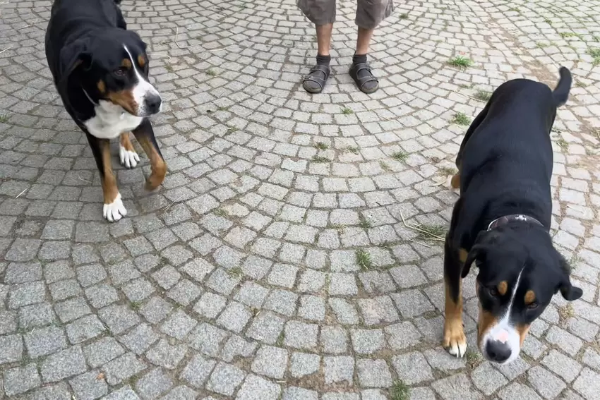 Die beiden Schweizer Hofhunde bewachen das Carducksche Anwesen.