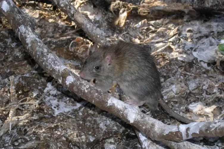 Die invasive Hausratte (Rattus rattus) hat weltweit negative Auswirkungen auf den Menschen und die Natur.