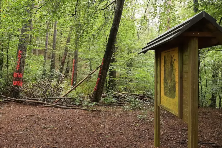 Dass ein Privatwaldbesitzer einen Teil des Busenberger Holzschuhpfades gesperrt hatte, sei nicht zulässig gewesen, teilt das rhe