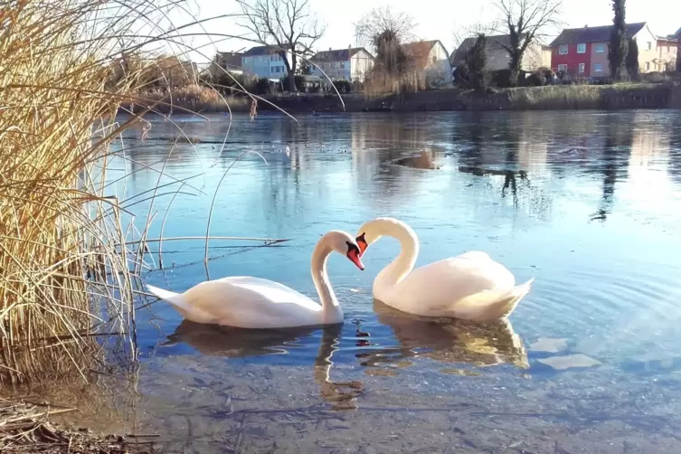 Liebe zur Tierwelt am Russenweiher: Diese zwei Schwäne hat Manfred Kinscher fotografiert. 