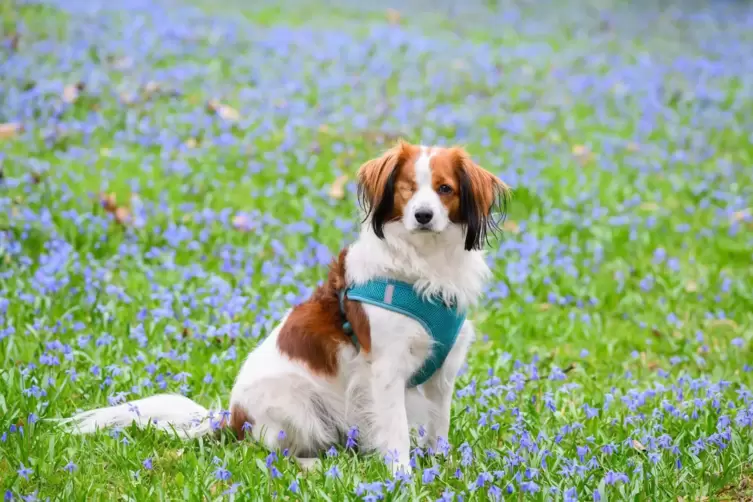 Wer einen Hund hat, muss für ihn auch Steuer zahlen. 