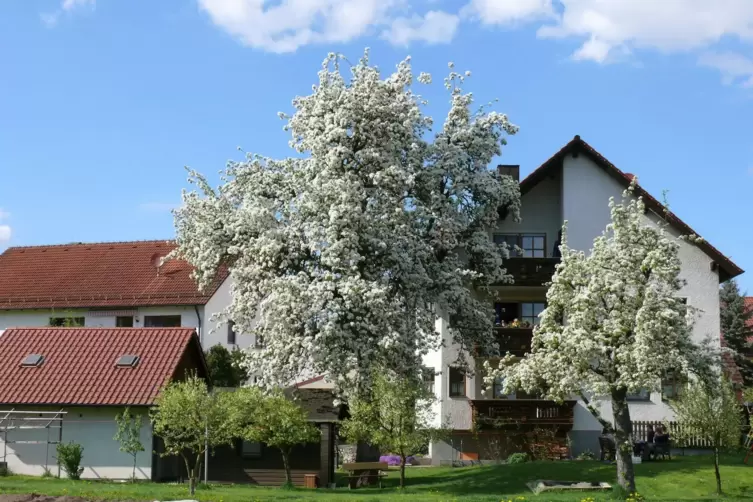 Birnbäume sehen nicht nur gut aus, sie können auch das Mikroklima im Garten positiv beeinflussen. 