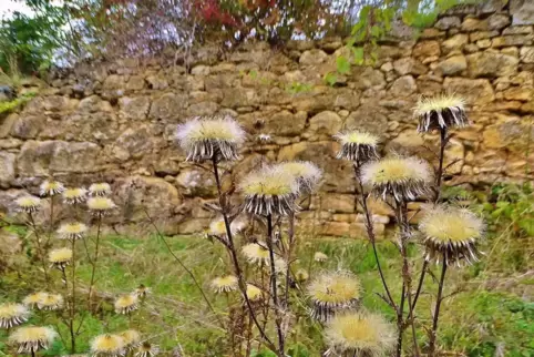 Im Schutz einer Weinbergsmauer: Die Golddistel bleibt auch im Herbst sehenswert.