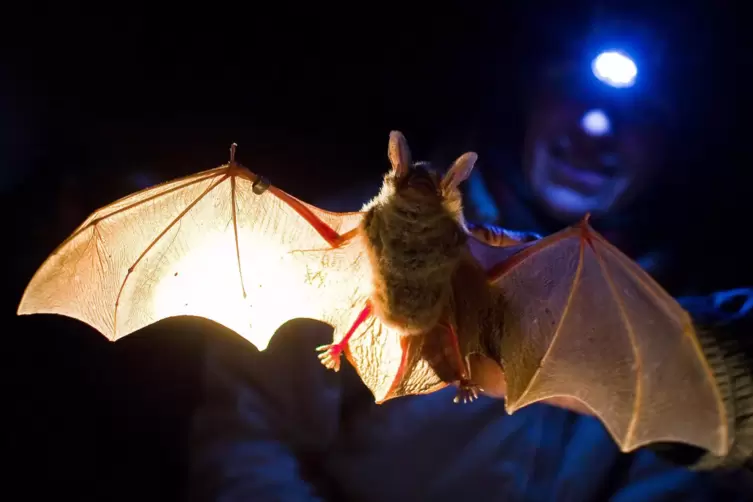 Fledermäuse stehen mit Mittelpunkt der Halloween-Tour durch den Wald, zu der die Rucksackschule Rheinauen für 31. Oktober einläd