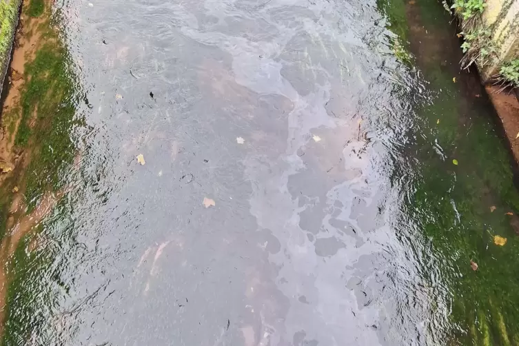 Heizöl gelangte in den Speyerbach, wie Schlieren auf dem Wasser zeigen. 