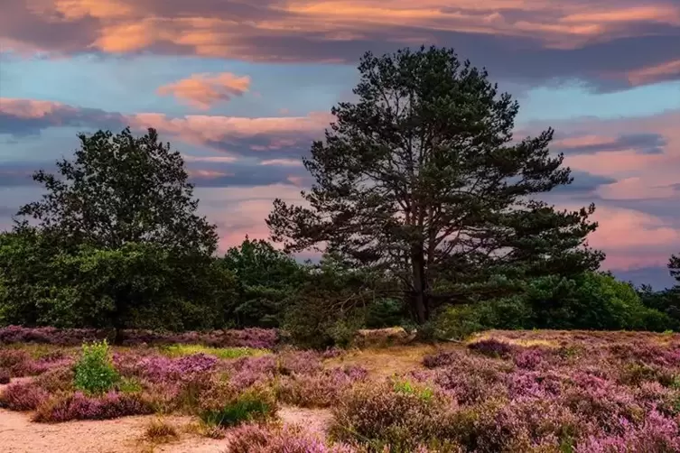 Fast kitschig: Abendstimmung in der Mehlinger Heide mit blühender Erika. 