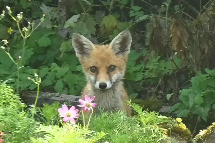 Überraschender Besucher: ein Fuchs. 