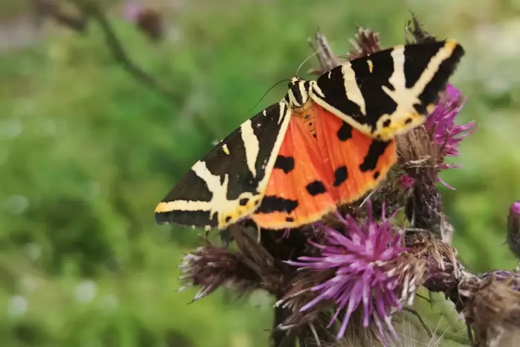 Leuchtender Nektarsucher: Der Schmetterling wird Russischer Bär oder auch Spanische Flagge genannt. 