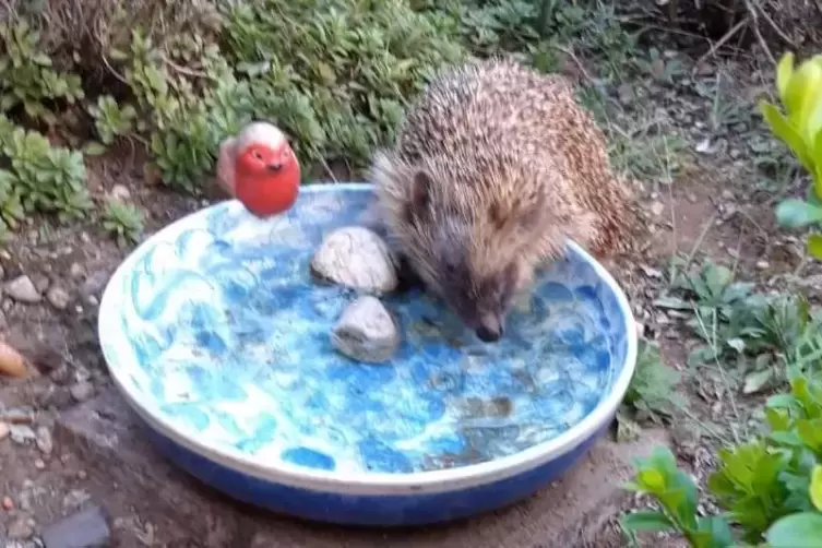 Durstiger Gartengast: Ein Igel trinkt am Vogelbad. 