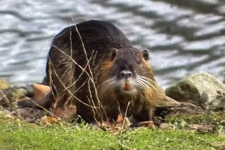 Immer mehr Nutrias tummeln sich am Rodalb-Ufer. Stadtbürgermeister Claus Schäfer appelliert an die Bevölkerung, die Tiere nicht 