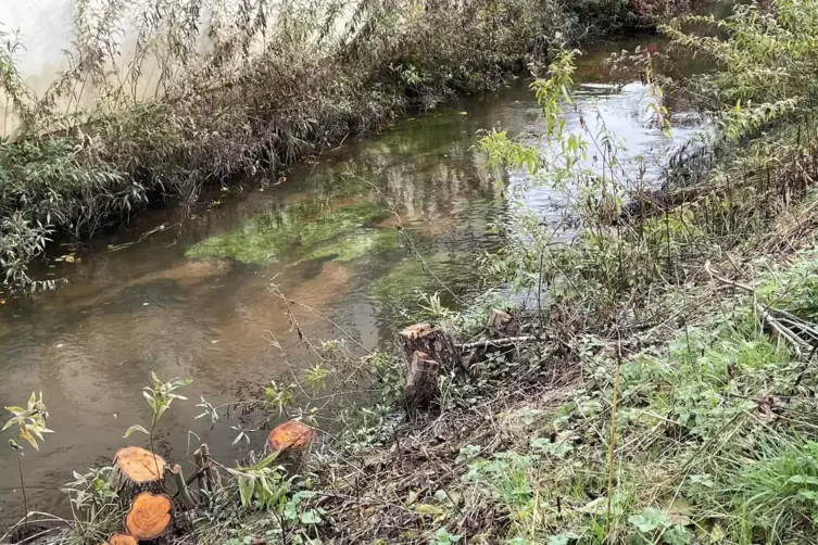 Die Sumpfbiber unterhöhlen die Böschung, wie hier hinter dem Schapuro-Gebäude. Das kann auch dem Hochwasserschutz schaden. 