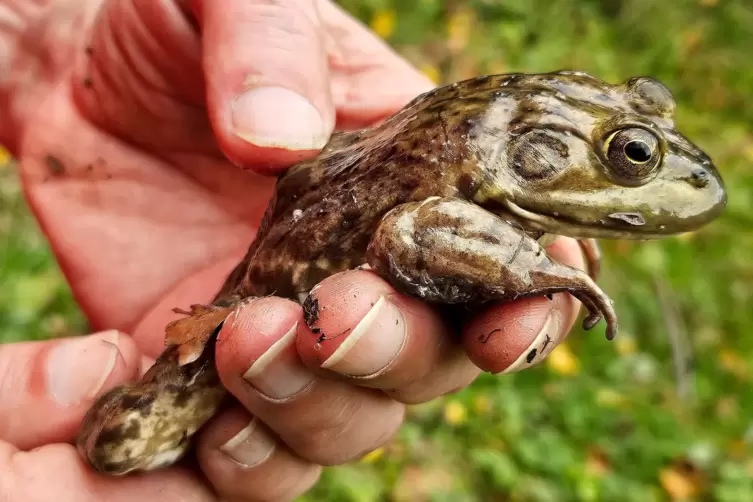 Ein erwachsener weiblicher Ochsenfrosch.