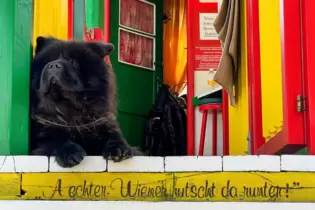 Ein Hund im Praterviertel in Wien