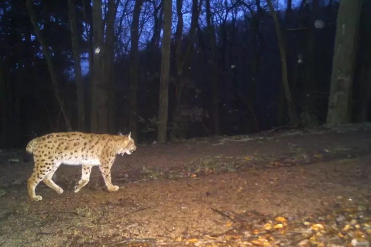 Hier ist ein Luchs im Donnersbergkreis dem Kluwo in die Fotofalle getappt. 