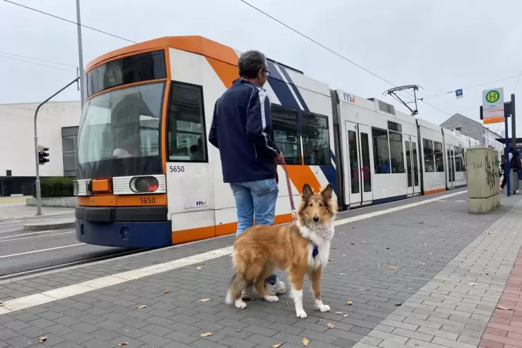 Für Collie Gaby ist in Ludwigshafen ein Kinderticket beim Straßenbahnfahren fällig.