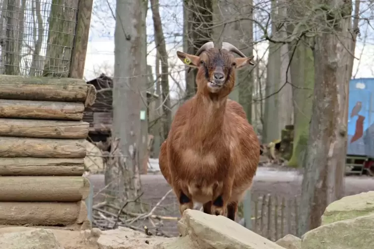 Weniger Besucher als im Vorjahr kamen in den Wildpark, um die Tiere zu bestaunen. 