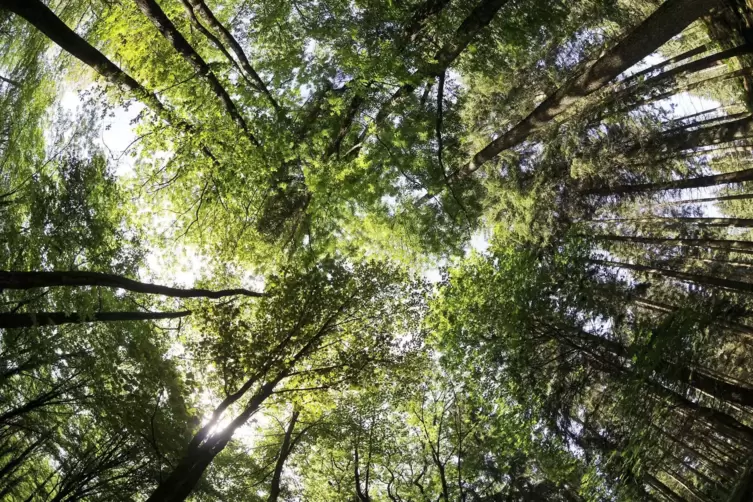 Waldbesucher sollten auch immer wieder aufmerksam in die Kronen der Bäume schauen.