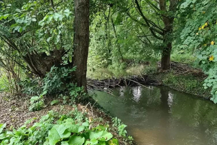 Der „problematische“ Damm im wieder geraden Verlauf des Eisbachs vor der Überflutung des Wasserspielplatzes. 