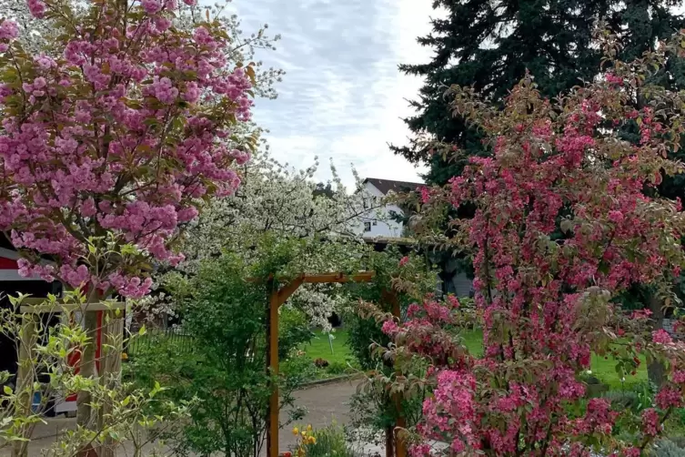 Die japanische Zierkirsche links und der Zierapfel rechts bereichern nicht nur im Frühling das Beet rund um die Terrasse.