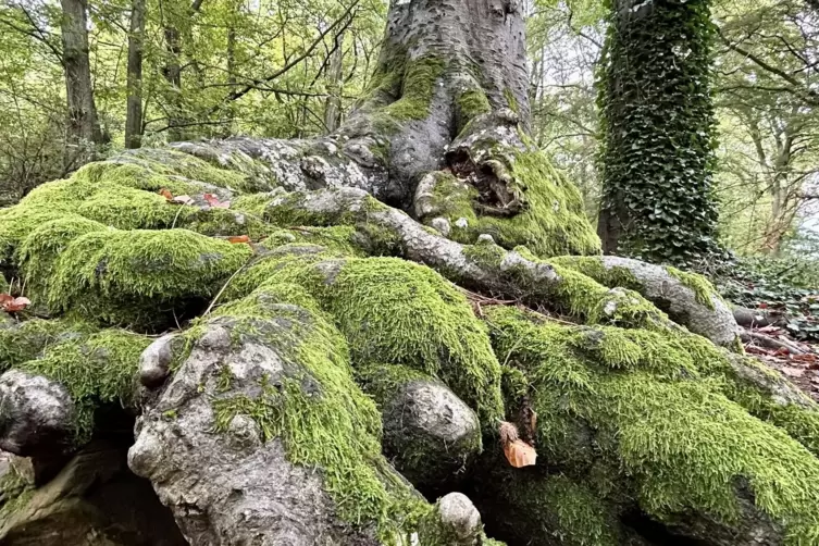 Kunstwerk der Natur: „Wurzelinsel“ einer Buche, auf dem Weg zu Slevogts Grab.